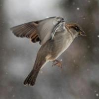 CARLOS ARMANDO PRIMERO DEL REY