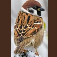 CARLOS ARMANDO PRIMERO DEL REY